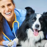 10 reasons why pets take weight without realizing