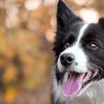 Caine-border-collie