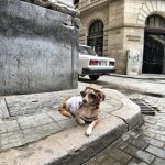 A concern, without stress in the country with the quadrupeds