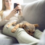 A new life for your dog -