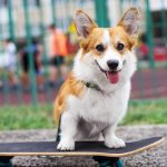 A small dog but with enormous personality