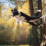 Because Collie is one of the most loved breeds in the world