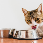 Because wet food can be an essential ally for health