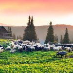 Carpathic shepherd - The full of hope of man and flock