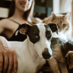 Cats and dogs living together can understand very well