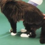 Cats diabetes - Company stuff