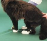 Cats diabetes – Company stuff