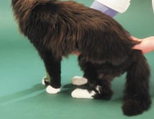 Cats diabetes - Company stuff