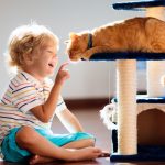 Common mistakes that the owners commit when they feed cats