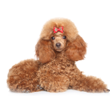 Correct care of the dog’s fur according to its type