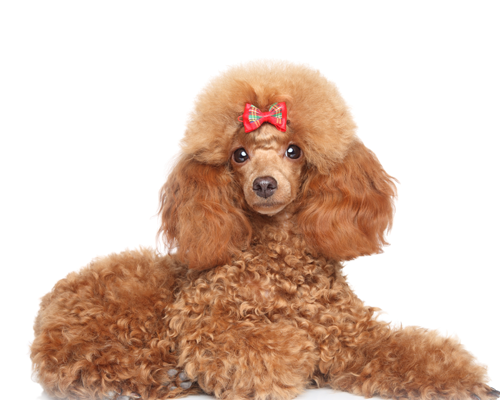 Correct care of the dog's fur according to its type