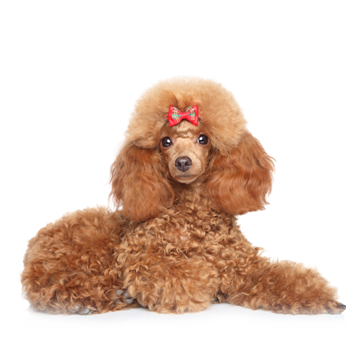 Correct care of the dog’s fur according to its type