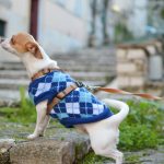 Correctly correct your dog! Find out when and how to start