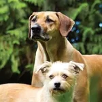 Create your dog with acana food
