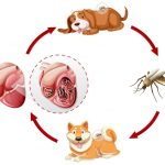 Dirofalariosi - "Cardiac worm disease"
