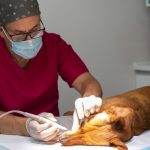 dog-veterinarian-dy-gyne-orala