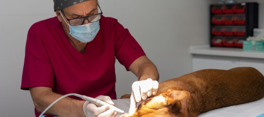 dog-veterinarian-dy-gyne-orala