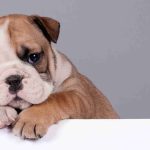 Bulldog-free