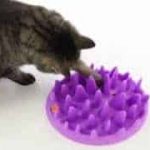 Enrichment of the environment for internal cats
