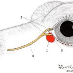 Epifora, or why do pets have the fur "stained" around the eyes?