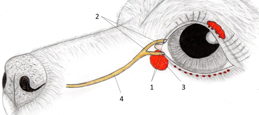 Epifora, or why do pets have the fur "stained" around the eyes?