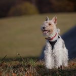 Everything you need to know about Foxterier