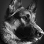 Everything you need to know about the German shepherd