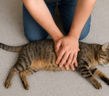 Fast First Aid | When to apply RCP to dogs and cats?