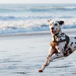 From medieval paintings on large screens: Dalmatian's Journey