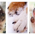 Frostbite, the unpleasant part of winter for our quadruple friends