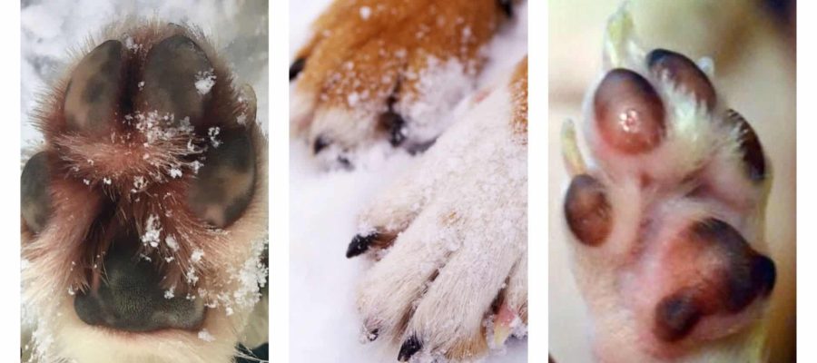 Frostbite, the unpleasant part of winter for our quadruple friends