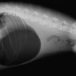 Gastric dilation and twisting in dogs (GDV)