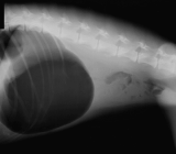 Gastric dilation and twisting in dogs (GDV)