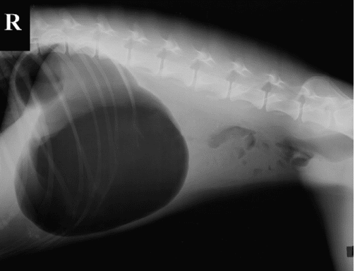 Gastric dilation and twisting in dogs (GDV)