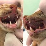 Gingia disorders in cats: symptoms and treatment