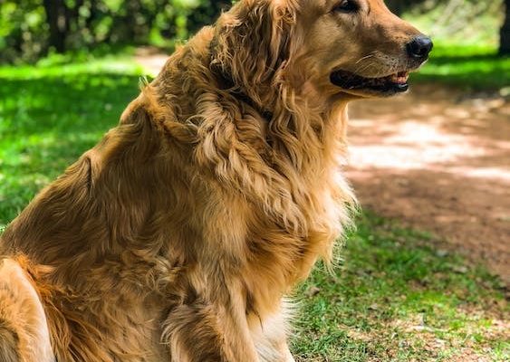 Golden Retriever, an energetic and favorite breed of children