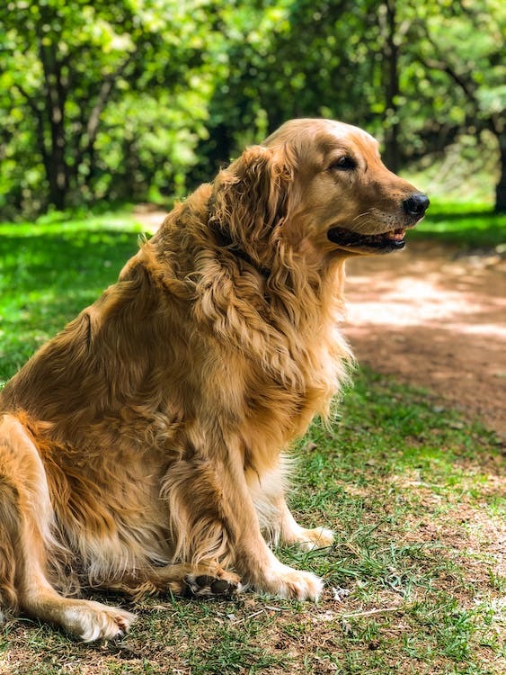 Golden Retriever, an energetic and favorite breed of children