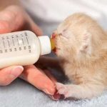 Guide: how we take care of the chicks of the newborn cat