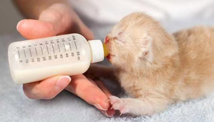 Guide: how we take care of the chicks of the newborn cat