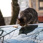 Has your cat fallen from the floor? Find out what to do immediately