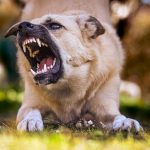 Health of teeth in dogs - more important than I thought