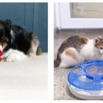 How do we choose the right toys for our quadrupeds?