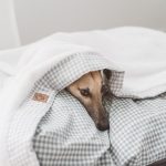 How do we help pets during winter holidays, full of strong noises and noises