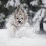 How do we protect our dog from cold and frost