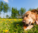 How do you teach your dog not to beat everything that captures