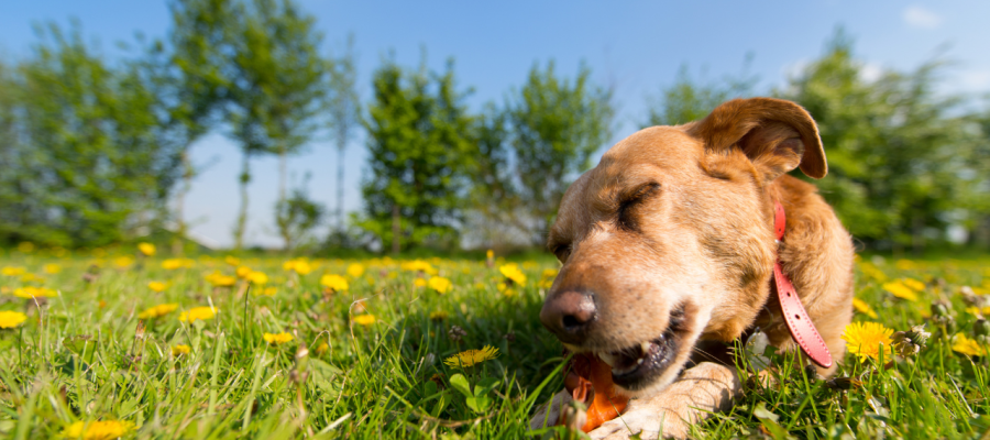 How do you teach your dog not to beat everything that captures