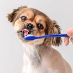 How the dog's influence influence diet - and which oral hygiene objects should not be missing
