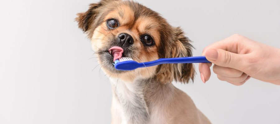 How the dog's influence influence diet - and which oral hygiene objects should not be missing