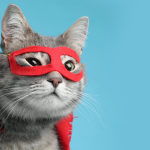 How to choose and keep the litter perfect for your cat