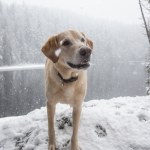 How to prepare your pets for the cold season
